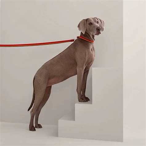 hermes replica dog collar